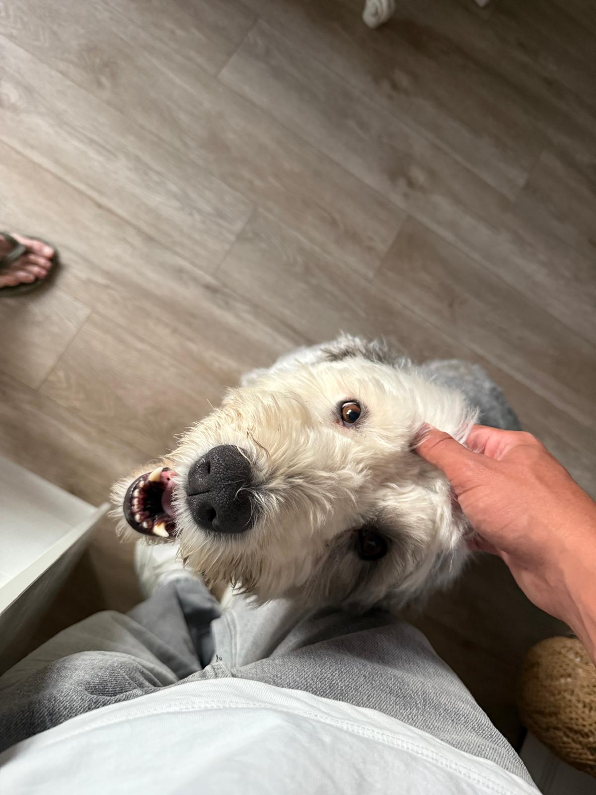 Lorenzo